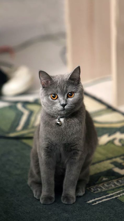 Grey Cat Breeds, Russian Cat, British Shorthair Cats, Grey Cat, Cat Breed, Cute Cats Photos, British Shorthair, Cute Cats And Dogs, The Grey