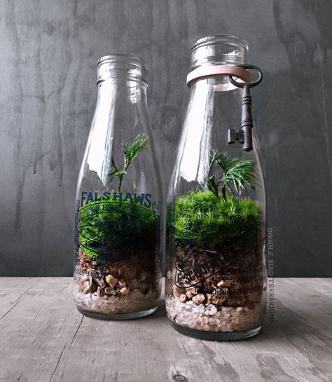 Beautiful Bottle Gardens That Will Make You Beam - Bored Art Water Decorations, Milk Jugs Garden, Milk Bottle Craft, Glass Bottle Diy Projects, Bonsai Terrarium, Terrariums Diy, Terrarium Garden, Bottle Terrarium, Open Terrariums