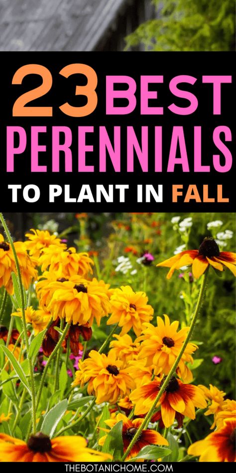 Fall Planting Perennials, Fall Flowers To Plant, Plant In Fall, Fall Flowers Garden, Fall Landscaping, Fall Perennials, Flowers To Plant, Fall Planting, Best Perennials