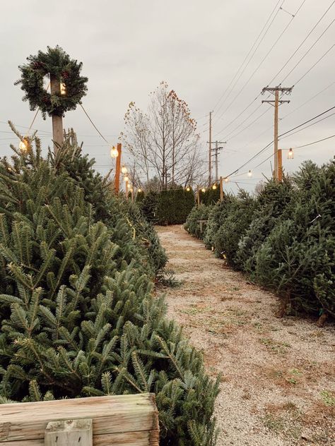 Evergreen Christmas Aesthetic, Christmas Vision Board Aesthetic, Big Christmas Tree Aesthetic, Christmas Tree Shopping Aesthetic, Love Light Farms Aesthetic, The Christmas Tree Farm Book Aesthetic, Southern Christmas Aesthetic, California Christmas Aesthetic, The Christmas Tree Farm Book