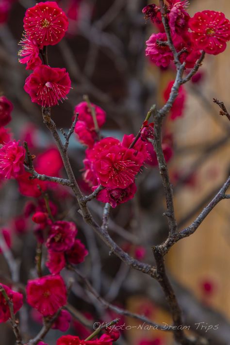 Plum Blossom Tree, Red Plum Blossom, Apricot Blossom, Korean Anime, Plum Blossoms, Red Plum, Blossom Trees, Plum Blossom, Bonsai Tree