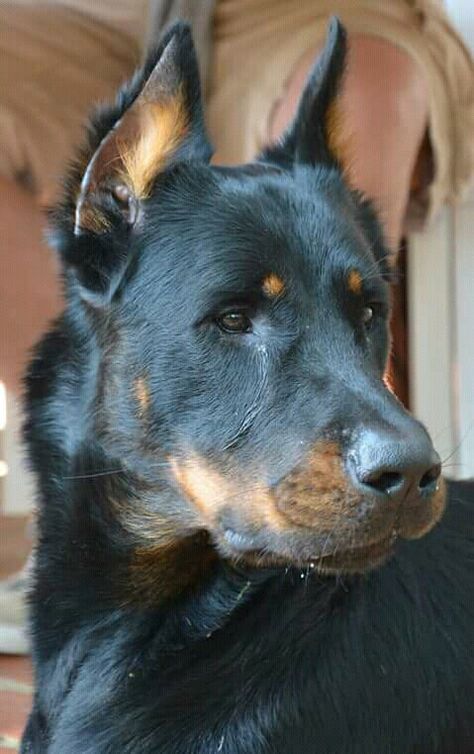 Beauceron Dog, Smartest Dog Breeds, Scary Dogs, Sense Of Smell, Dogs Cute, Pretty Dogs, Bad Idea, Pretty Animals, Silly Animals