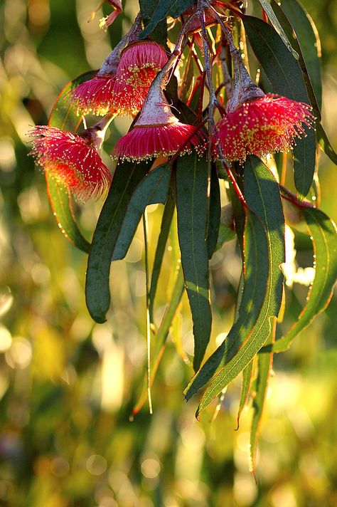 Gum Blossom, Flowering Gum, Water Wise Plants, Gum Trees, Australian Native Garden, Australian Wildflowers, Gum Tree, Leaf Photography, Australian Flowers