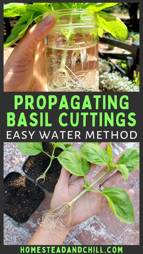 Basil is a delicious quintessential summer herb. You can never have enough, if you ask me! Fortunately, it’s incredibly easy to propagate basil to create more plants for free! Come learn how to grow basil from cuttings and root them in water. #gardentips #gardening #growfood #basil #propagation Propagate Basil From Cuttings, How To Propagate Herbs From Cuttings, Propagating Garden Plants, Grow Basil From Clippings, How To Grow Basil From Clippings, Basil Plants In Pots, How To Pick Basil From Plant, How To Trim Basil Plant, How To Prune Basil Plant