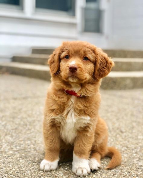 Nova Scotia Duck Tolling Retri’s Instagram post: “🦊 𝗖𝗿𝗲𝗱𝗶𝘁𝘀 to @xylothetoller ➖ 𝗙𝗼𝗹𝗹𝗼𝘄 @NovaScotiaDuckTollingRetrieve the best Toller community on IG! 🦊 ➖ DM us to get 𝗳𝗲𝗮𝘁𝘂𝗿𝗲𝗱!☺️ . . .…” Small Golden Retriever, Golden Retriever Care, Duck Retriever, Golden Retriever Mix Puppies, Toller Dog, Golden Retriever Grooming, All Breeds Of Dogs, Nova Scotia Duck Tolling Retriever, Most Beautiful Dogs