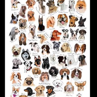 Kimmi Dallimore (@kimmithehat) • Instagram photos and videos Dog Breeds Chart, Newport Wales, Dog Types, Fruit Art Print, Pitbull Art, Illustration Dog, Dog Varieties, Type Illustration, Dog Hacks