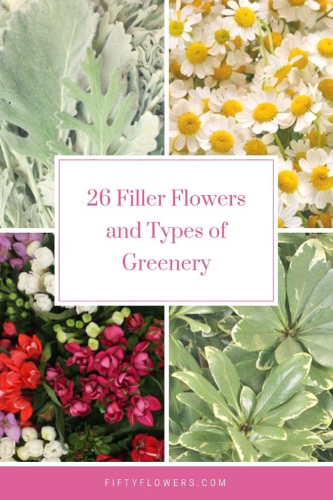 Types Of Greenery, Flower Garden Layouts, Fifty Flowers, Behind The Couch, Flower Shop Design, Cut Flower Farm, Filler Flowers, Gardens Ideas, New Flowers