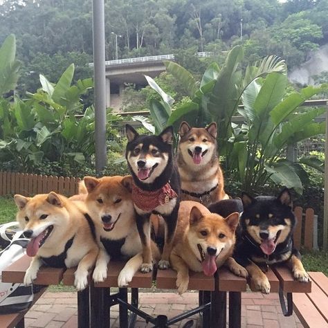 “Posing for a group photo can be a challenge, but it’s always worth it.” | 16 Photos Of The Most Adorable Dog Family Posing Photography, Poses Family, Sibling Poses, Group Poses, Dog Family, Japanese Dogs, Shiba Inu Dog, Posing Tips, Posing Guide