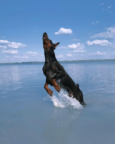 Perro Doberman Pinscher, Doberman Puppies, Black Doberman, Kylie Francis, Doberman Love, Doberman Pinscher Dog, Scary Dogs, Doberman Puppy, Doberman Dogs