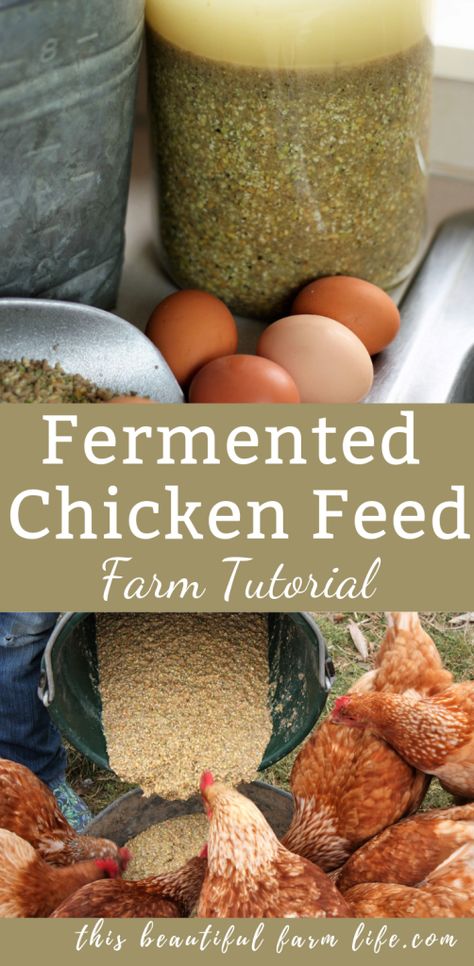 Save money and increase the health of your flock with fermented chicken feed.  This  farm tutorial shows just how simple it is and tell you all the benefits.  #farmtutorial #healthychickenfeed #soakingchickenfeed #fermented #soakinggrains #farmfeed Fermented Chicken Feed, Chicken Feed Diy, Fermenting Chicken Feed, Egg Laying Chickens, Chicken Tractors, Backyard Chicken Farming, Raising Backyard Chickens, Chicken Garden, Keeping Chickens