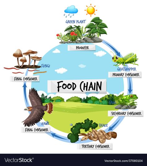 Food Chain Diagram, Train Projects, Performance Tasks, Cartoon Food, Food Web, Concept Illustration, Step Up Dance, Cartoon Character Pictures, Phonics Worksheets