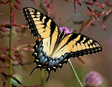 Swallowtail Butterfly Meaning, Eastern Tiger Swallowtail Butterfly, Eastern Tiger Swallowtail, Butterfly Meaning, Tiger Swallowtail Butterfly, Swallowtail Butterflies, Flying Creatures, Tiger Swallowtail, Butterfly Eyes