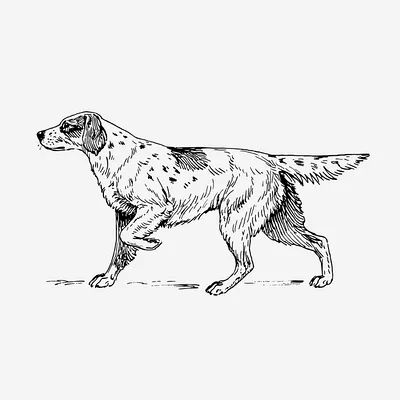 Dog Pencil Drawing, Cute Dog Drawing, Sign Image, Horse Coloring Pages, Dog Coloring Page, Hunting Dog, Dog Illustration, Dog Images, Vintage Dog