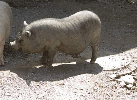 How to Compost Pig Manure | eHow Potbelly Pigs, Manure Composting, Pig Clothes, Composting Process, Tractor Idea, Pot Belly Pigs, Natural Fertilizer, Mini Pigs, Mini Farm