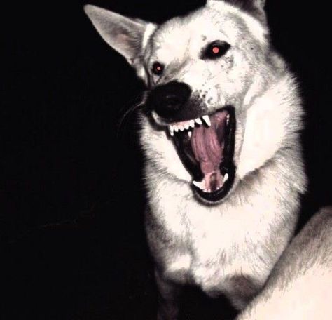 Zodiac Academy Aesthetic, Seth Capella, Dog Poetry, Academy Aesthetic, Angry Dog, Zodiac Academy, Dog Motif, Scary Dogs, Scary Animals