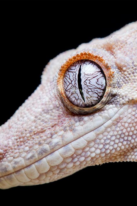 * Reptile Eye, Gargoyle Gecko, Regard Animal, Reptiles And Amphibians, Animal Photo, Nature Animals, Gecko, Amphibians, Beautiful Eyes