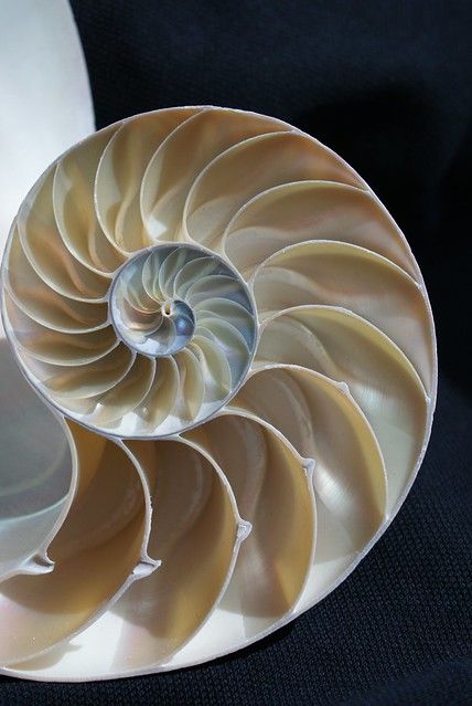 Spirals In Nature Sacred Geometry, Artemis Dreaming, Logarithmic Spiral, Spirals In Nature, Chambered Nautilus, Divine Proportion, Geometry In Nature, Golden Spiral, Fibonacci Sequence