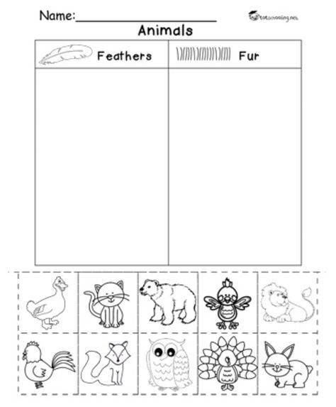 Kindergarten Science Animals, Science Worksheets For Preschool, Preschool Science Lessons, Animal Coverings, Kindergarten Word Families, Organize Kids, Kindergarten Homeschool Curriculum, Animal Lessons, Primary Science