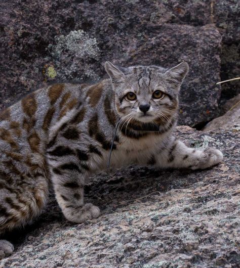 Wild Cat Photography, Andean Mountain Cat, Andean Cat, Aegean Cat, Mountain Cat, Small Wild Cats, Cat Species, Rare Cats, Cat Pose