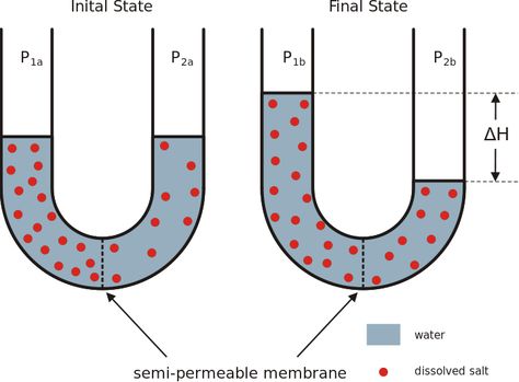 An example of osmosis: water passing through a semi-permeable membrane to create an isotonic environment Diffusion Osmosis, Second Law Of Thermodynamics, Osmotic Pressure, Ionic Compound, Web Comic, Notes Online, Cox And Cox, Water Molecule, Energy Transfer