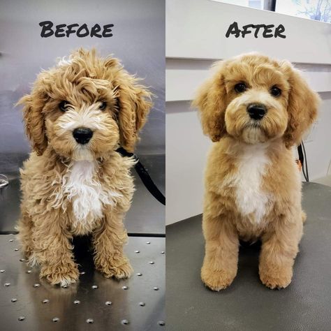 Havanese Poodle Haircut, Poochon Puppy Haircut, Mini Goldendoodle Puppy Haircut, Mini Aussiedoodle Haircut Styles, Cockerpoo Haircut, Mini Golden Doodle Haircut Styles, Cavoodle Fully Grown, Pomapoo Haircut Styles, Golden Doodle Puppy Haircut