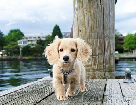 English Cream Dachshund.. English Cream Dachshund, Long Haired Miniature Dachshund, Cream Dachshund, Dachshund Puppy Long Haired, Dachshund Breed, English Cream, Dachshund Funny, Dapple Dachshund, Long Haired Dachshund