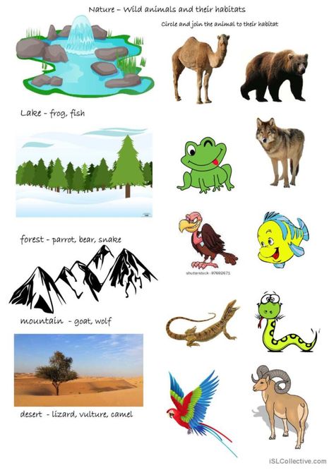 I created this for my infants age 5. The teacher can tell them the the names of the animals and ask which habitat they think they live in. As some animals could live in more than one habitat I have put the names under the pictures to make things easier. The children have to circle the animal and join it to the habitat Animal Habitats Kindergarten, Habitat Worksheet, Animal Habitats Preschool, Insects Activities, Preschool Insects, Animal Coverings, Classifying Animals, Animals And Their Habitats, Habitat Activities