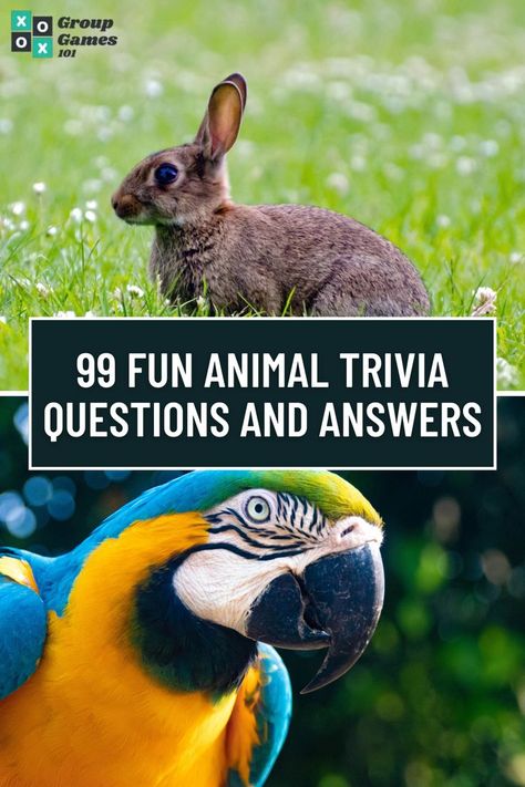 Fun Animal Facts, Animal Trivia, Animal Facts For Kids, Trivia Questions For Kids, Fun Facts For Kids, Fun Facts About Animals, Curious Facts, Senior Activities, Trivia Questions And Answers