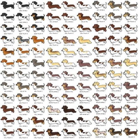 12 Facts Dachshund Lovers Know By Heart Dachshund Colors, Dachshund Jewelry, Dapple Dachshund, Dachshund Art, Info Graphic, Doxie Dogs, Weiners, Dachshund Gifts, Weenie Dogs