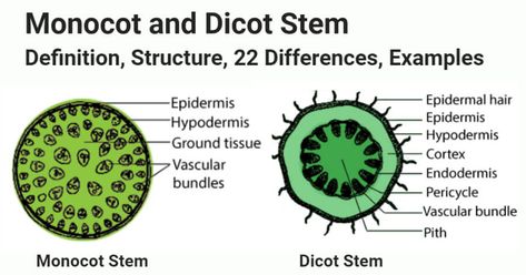 Last Updated on February 3, 2021 by Sagar Aryal Definition of Monocot Stem Monocot stem is a circular-shaped hollow axial part of the plant which gives rise to nodes, internodes, leaves, branches, flowers with roots at the basal end. The size of stems varies in different species of monocots, but the size is barely ever as large as dicots.  Monocot ... Read moreMonocot vs Dicot Stem- Definition, Structure, 22 Differences, Examples The post Monocot vs Dicot Stem- Definition, Structure, 22 Differen Dicot Stem Diagram, Monocot Vs Dicot, Ground Tissue, Microbiology Notes, Plant Tissue, Biology Lessons, Structure And Function, Parts Of A Plant, February 3