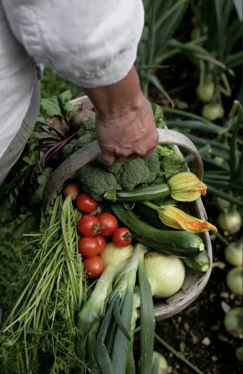 Sustainable garden ideas from Pippa Greenwood Sustainable Garden Ideas, Gift Ideas For Gardeners, Plant Saucer, Garden Harvest, Veg Garden, Sustainable Garden, Food Garden, Garden Pests, Fruit And Veg