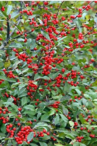 Winterberry Bush, Holly Shrub, Winterberry Holly, Holly Bush, Holly Tree, Berry Bushes, Meteor Garden 2018, Winter Plants, Magic Garden