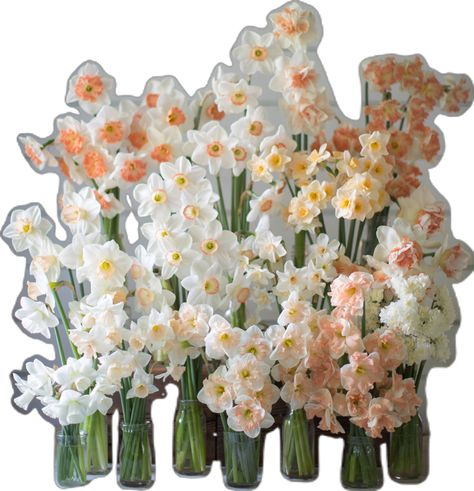 Beautiful, lesser known varieties of daffodil and how to arrange them Erin Benzakein, Daffodil Wedding, Lifestyle Studio, Happy Jar, Spring Reading, Early Spring Flowers, Daffodil Flower, Flower Party, Most Beautiful Flowers