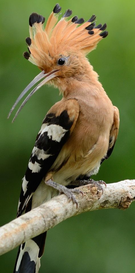 Hoopoe Bird, Wild Birds Photography, Tropical Animals, Rare Birds, Nature Birds, Bird Pictures, Exotic Birds, Tropical Birds, Pretty Birds