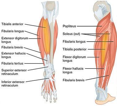 Tibialis Posterior, Muscles