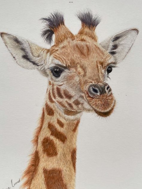 Animal Pencil Colour Drawing, Colour Pencil Animals, Color Pencil Animals, Animal Drawings Colour, Realistic Animal Drawings Colour, Wild Animals Drawing, Colored Pencil Artwork Ideas, Realistic Animal Drawings, Giraffe Colors