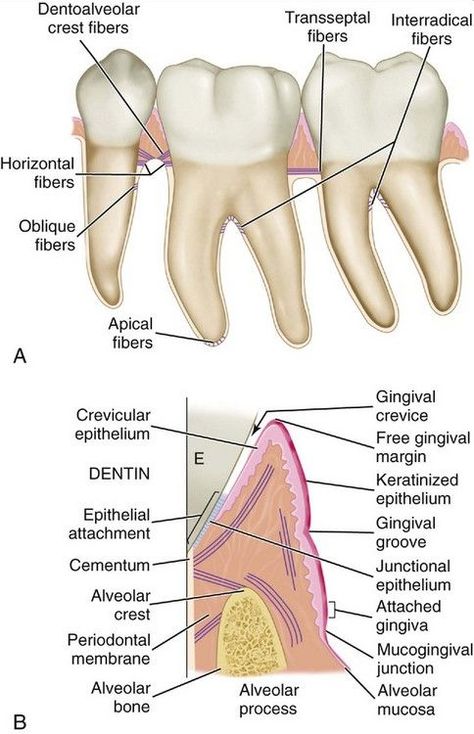 Anatomy Head, Dental Hygienist School, Dental Assistant Study, Teeth Anatomy, Dental Hygiene Student, Dental World, Kedokteran Gigi, Dental Hygiene School, Dentistry Student