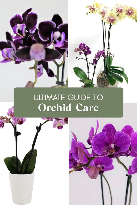 Wondering how to keep your orchids thriving? This guide on orchid care covers everything you need! Discover the best watering strategies, how to provide the perfect light, and tips on fertilizing for robust growth. Learn about potting techniques and common mistakes to avoid so that your beautiful Orchidaceae stay healthy and bloom magnificently. From beginners to seasoned flower enthusiasts, these easy-to-follow tips bring vibrant color to your indoor garden. Your perfect orchids are just a click away! How To Pot An Orchid, How To Take Care Of An Orchid, Orchids Care For Beginners, Orchid Potting Mix, Orchids Care, Phalaenopsis Orchid Care, Repotting Orchids, Care For Orchids, Orchid Roots