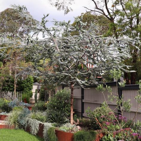 Eucalyptus pulverulenta 'Baby Blue' Small Trees For Garden, Australian Trees, Australian Native Garden, Blue Plants, Eucalyptus Tree, Australian Native Plants, Garden Fire Pit, Backyard Inspo, Native Garden