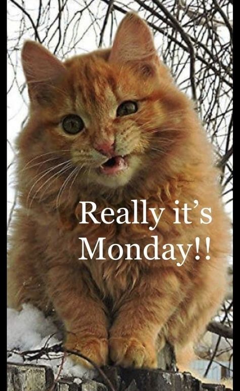 Good Morning Monday Quotes Funny, Funny Morning, Friday Memes, Monday Sucks, Good Morning Monday Images, Friday Meme, Week Quotes, Happy Day Quotes, Good Morning Happy Monday