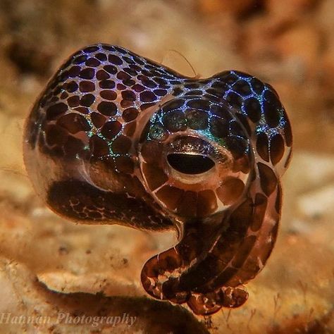 Bobtail Squid, Octopus Photos, Creatures Of The Deep, Cute Octopus, Spot It, Beautiful Sea Creatures, Water Animals, Underwater Life, Okinawa Japan