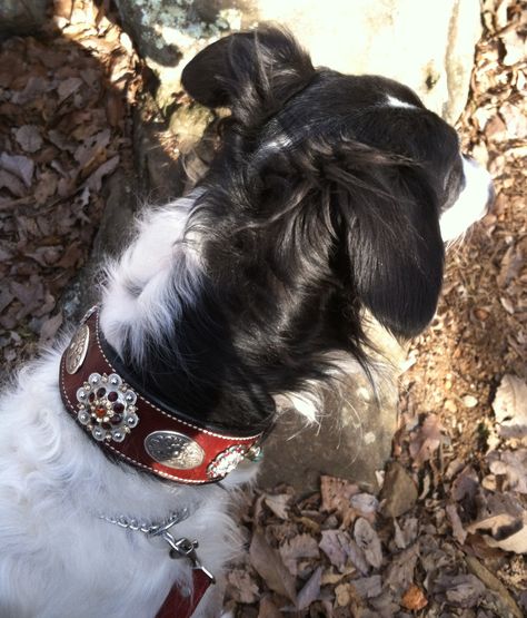 Dumah Prince of Gehenna is wearing the Sundance collar by Dog-ma from the Dakota Collection. The Sundance collar will feature large nickel silver conchos, rhinestone conchos and a few sterling silver  conchos , along with some howlite turquoise Western Dog Collars, Evil Eye Dog Collar, Studded Dog Collar, Studded Leather Dog Collar, Large Dog Collars, Turquoise Dog Collar, Dog Collars & Leashes, Turquoise Howlite, Just Girl Things