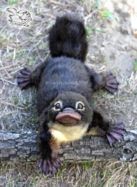 Platypus babies are called "Puggles"... Baby Platypus, Toy Maker, Baby Animals Pictures, Animals Pictures, Super Cute Animals, Cute Animals Images, Platypus, Baby Animals Funny