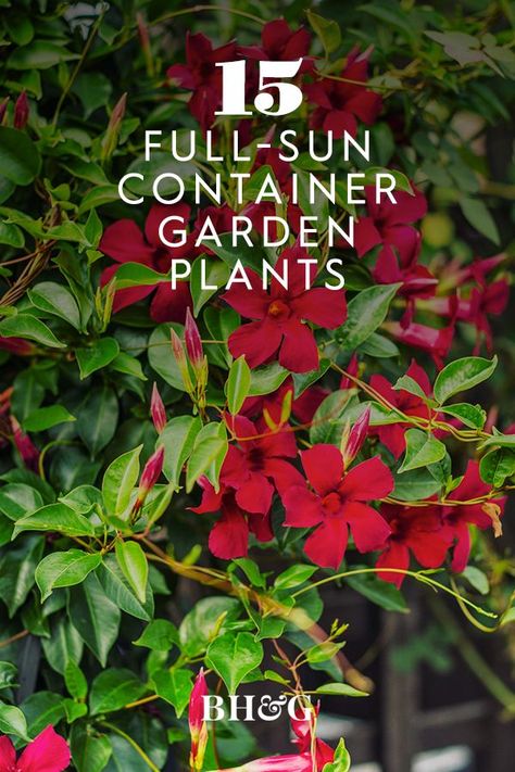 Garden Aesthetic Wallpaper, Full Sun Planters, Thrillers Fillers Spillers, Flower Garden Aesthetic, Plants For Planters, Full Sun Container Plants, Heat Tolerant Plants, Full Sun Shrubs, Wisteria Plant