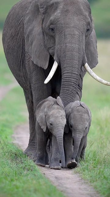 Regnul Animal, Elephant Pictures, Elephants Photos, Baby Elephants, Animal Wildlife, Majestic Animals, African Elephant, Cute Wild Animals, Cute Elephant