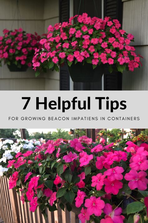 Impatiens Hanging Basket, Pink Impatiens, Inpatients Flowers In Pots, Impatiens In Pots, Flowers For Shaded Areas Pots, Sunpatiens Container Ideas, Impatiens Container, Impatient Flower Pot Ideas, Inpatients Flowers