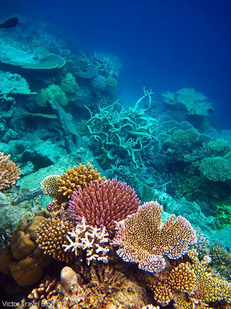 Seychelles Reef Photography, Coral Reef Photography, Fauna Marina, Under The Ocean, Ocean Floor, On The Ocean, Sea Coral, Underwater Life, Water Life