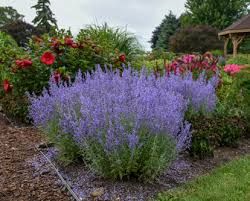 Proven Winners Perennials, Russian Sage, Sage Garden, Sage Plant, Low Maintenance Landscaping, Blooming Plants, Hardy Plants, Drought Tolerant Plants, Low Maintenance Plants