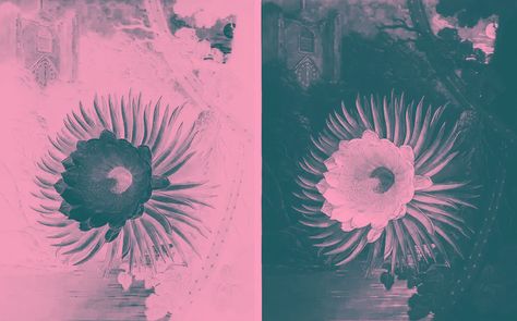 The duotone effect: what it is and how to create a duotone design - 99designs Gfx Design, Grayscale Image, Complimentary Color Scheme, Grafic Design, Long History, Saturated Color, Colour Schemes, Color Theory, Magazine Design