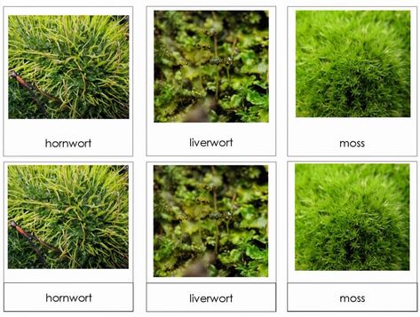 Plants And Their Names, Plants With Names, Aerial Plants, Terrestrial Plants, Plants Names, Montessori Science, Kingdom Plantae, Montessori Elementary, File Folder Games